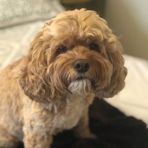 Meet your Posher, S kim